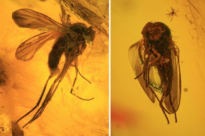Detailed Fossil Flies (Diptera) In Baltic Amber #81739